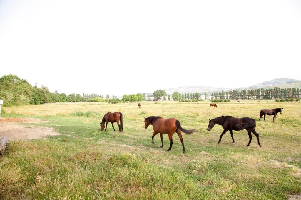 Agriturismo Villa Irelli Castellalto Εξωτερικό φωτογραφία