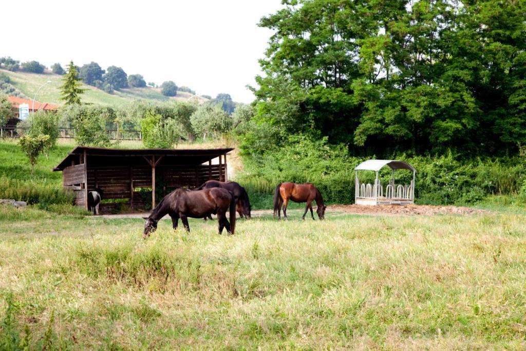 Agriturismo Villa Irelli Castellalto Εξωτερικό φωτογραφία